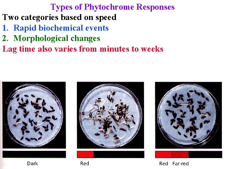 Types of Phytochrome Responses Two categories based on speed 1. Rapid biochemical events 2.