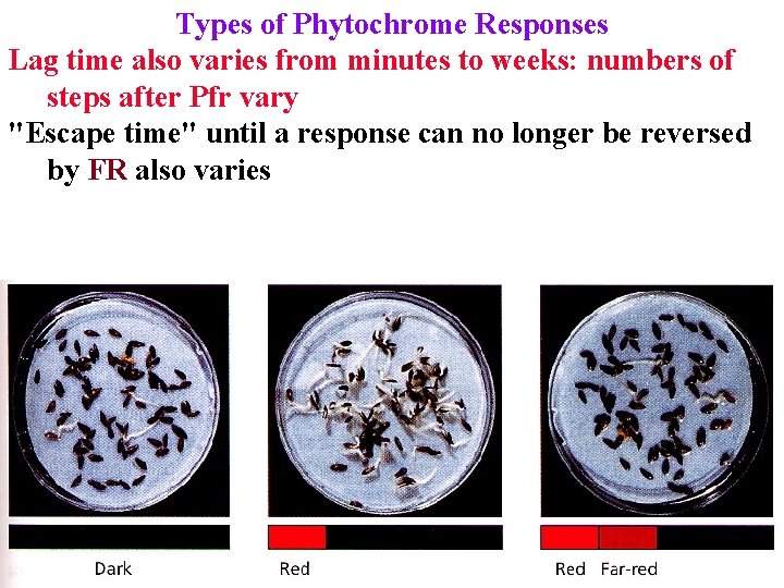 Types of Phytochrome Responses Lag time also varies from minutes to weeks: numbers of