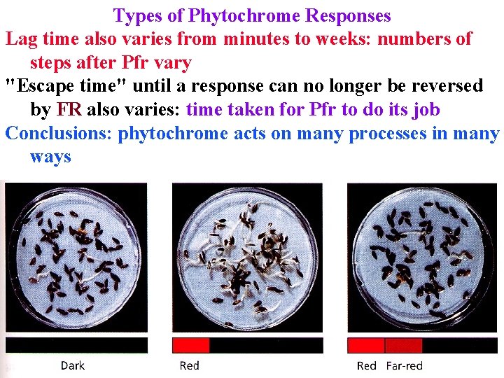 Types of Phytochrome Responses Lag time also varies from minutes to weeks: numbers of
