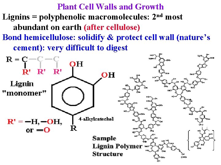 Plant Cell Walls and Growth Lignins = polyphenolic macromolecules: 2 nd most abundant on