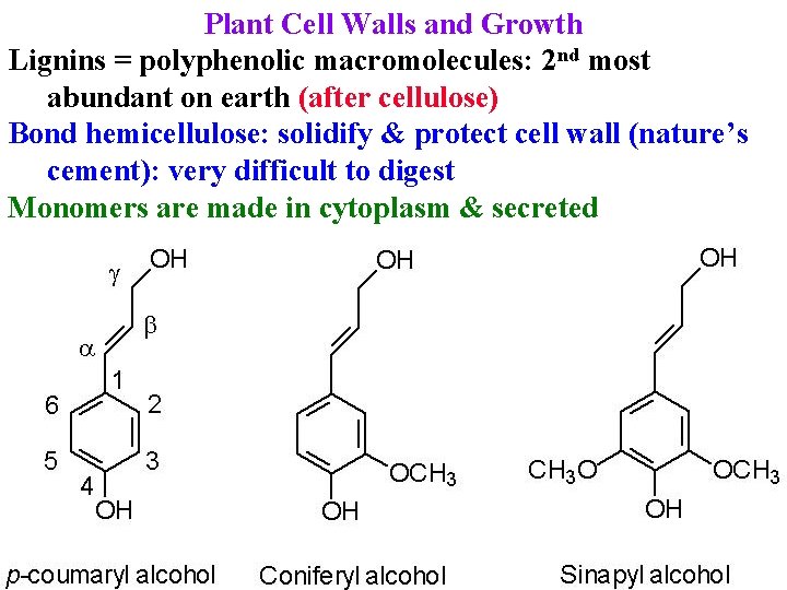 Plant Cell Walls and Growth Lignins = polyphenolic macromolecules: 2 nd most abundant on