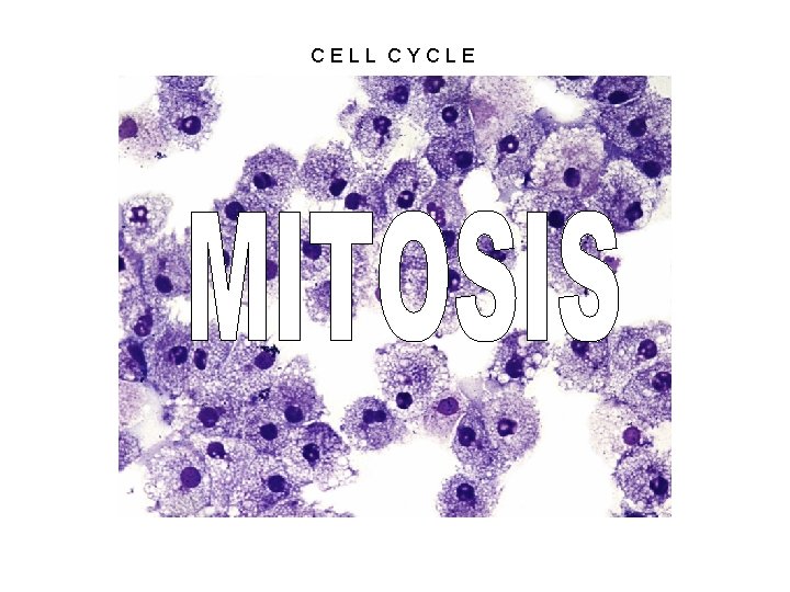 CELL CYCLE 