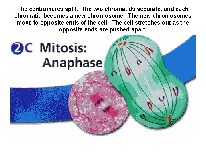 The centromeres split. The two chromatids separate, and each chromatid becomes a new chromosome.