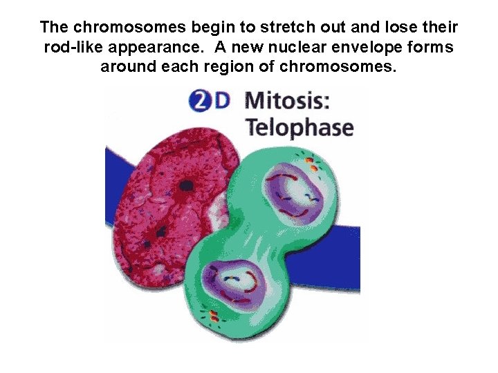 The chromosomes begin to stretch out and lose their rod-like appearance. A new nuclear