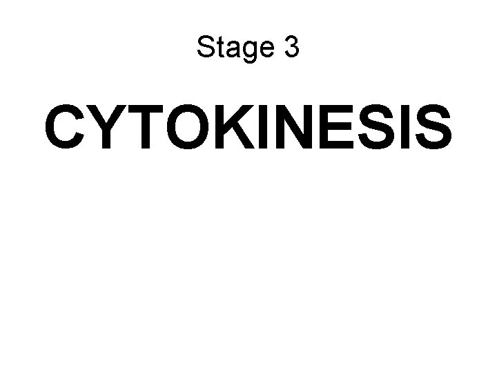 Stage 3 CYTOKINESIS 