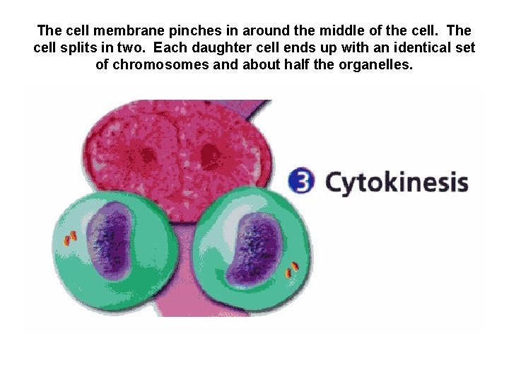 The cell membrane pinches in around the middle of the cell. The cell splits