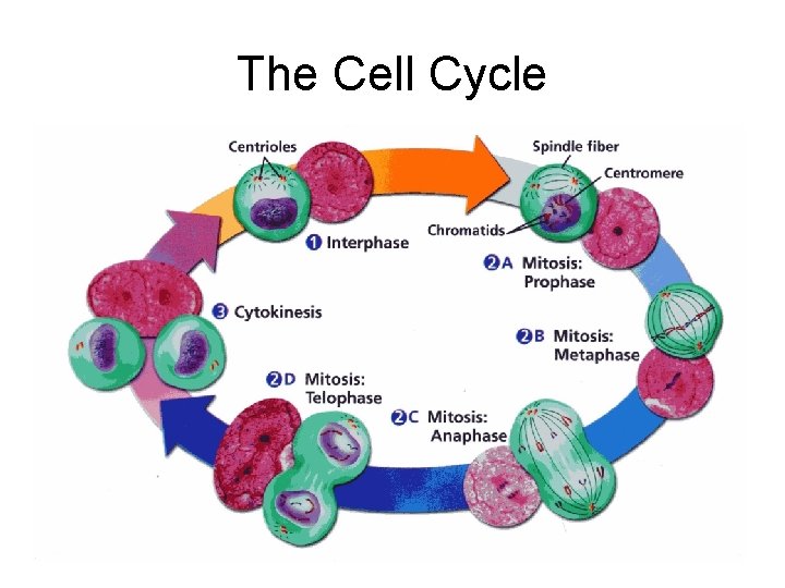 The Cell Cycle 