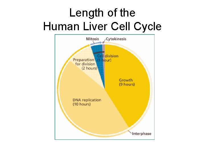 Length of the Human Liver Cell Cycle 