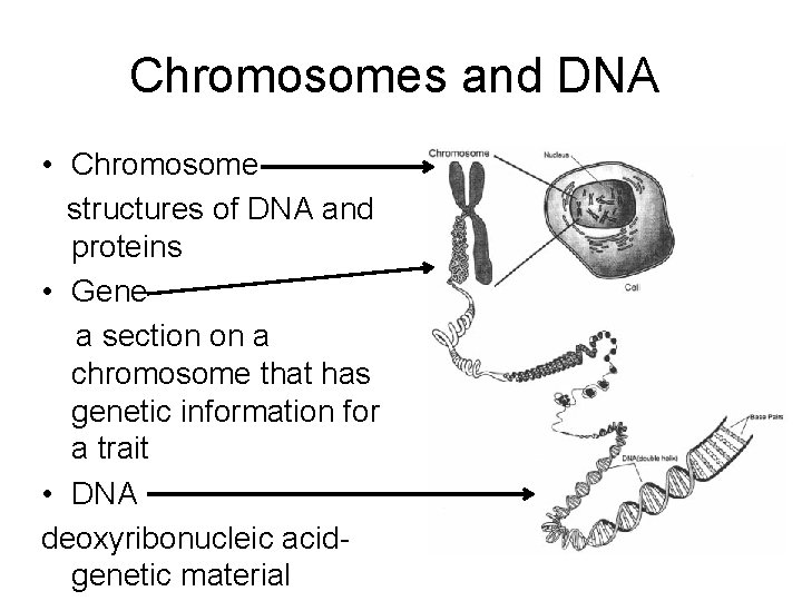 Chromosomes and DNA • Chromosome structures of DNA and proteins • Gene a section