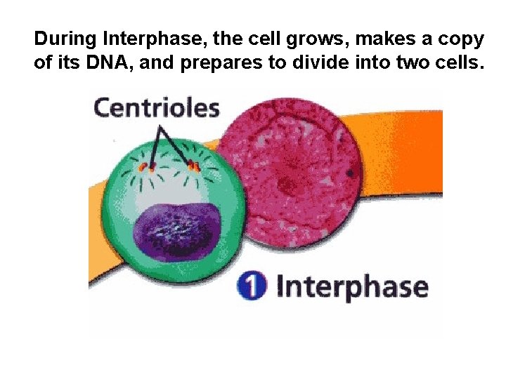 During Interphase, the cell grows, makes a copy of its DNA, and prepares to