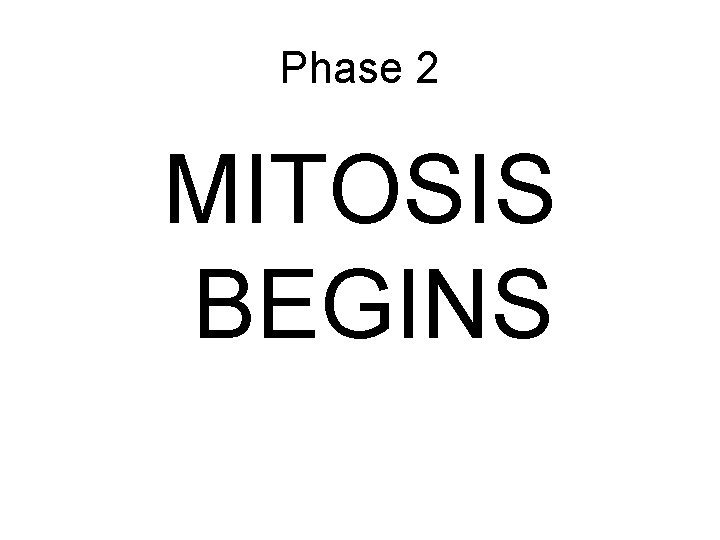 Phase 2 MITOSIS BEGINS 