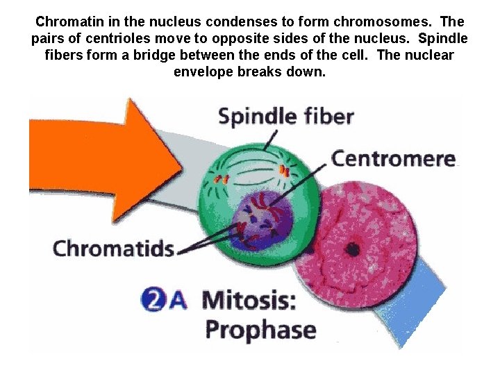 Chromatin in the nucleus condenses to form chromosomes. The pairs of centrioles move to