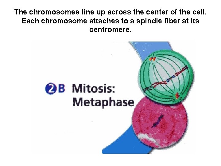 The chromosomes line up across the center of the cell. Each chromosome attaches to