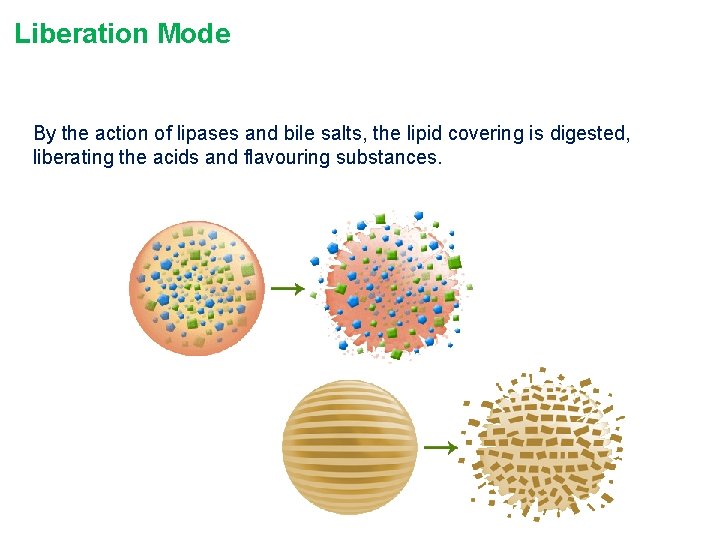Liberation Mode By the action of lipases and bile salts, the lipid covering is
