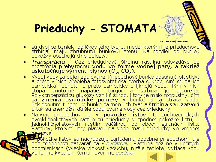 Prieduchy - STOMATA • • • sú dvojice buniek obličkovitého tvaru, medzi ktorými je