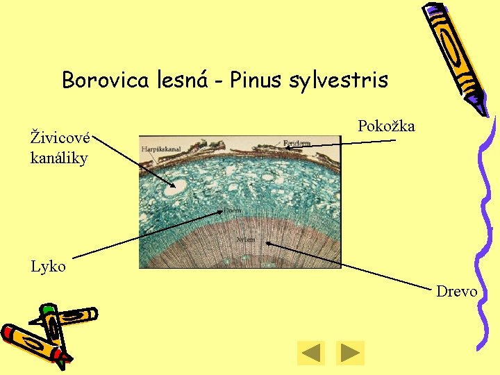 Borovica lesná - Pinus sylvestris Živicové kanáliky Pokožka Lyko Drevo 