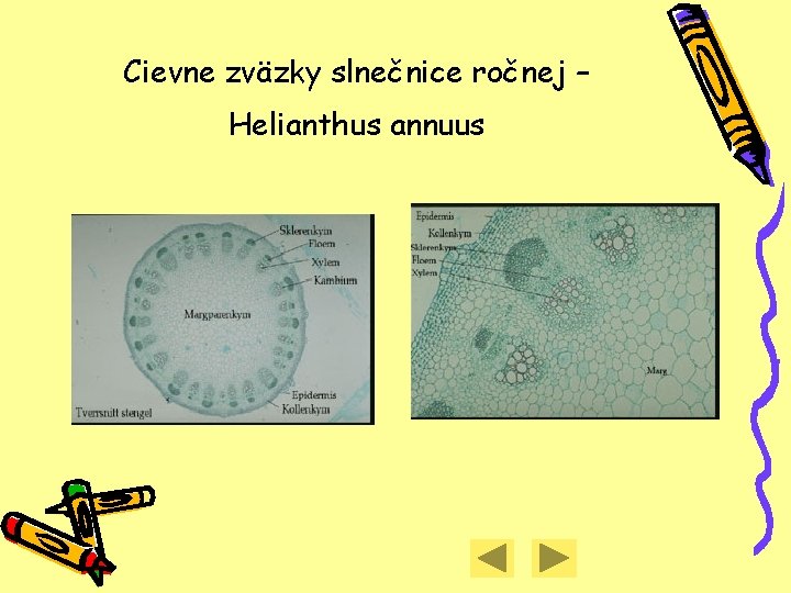Cievne zväzky slnečnice ročnej – Helianthus annuus 