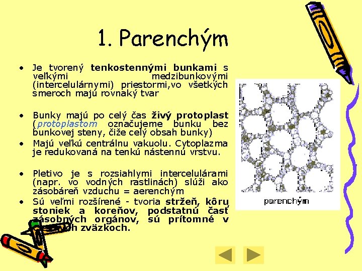 1. Parenchým • Je tvorený tenkostennými bunkami s veľkými medzibunkovými (intercelulárnymi) priestormi, vo všetkých