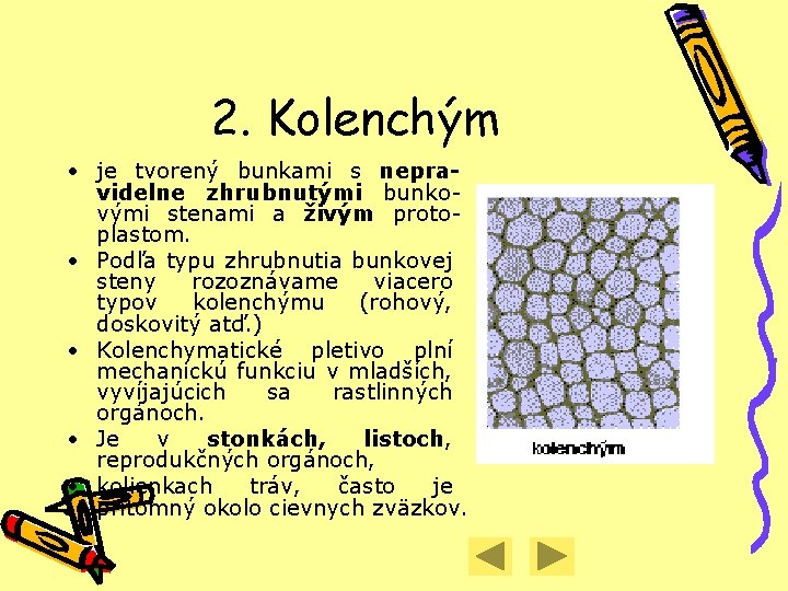 2. Kolenchým • je tvorený bunkami s nepravidelne zhrubnutými bunkovými stenami a živým protoplastom.