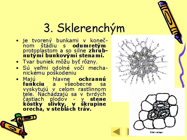3. Sklerenchým • je tvorený bunkami v konečnom štádiu s odumretým protoplastom a so