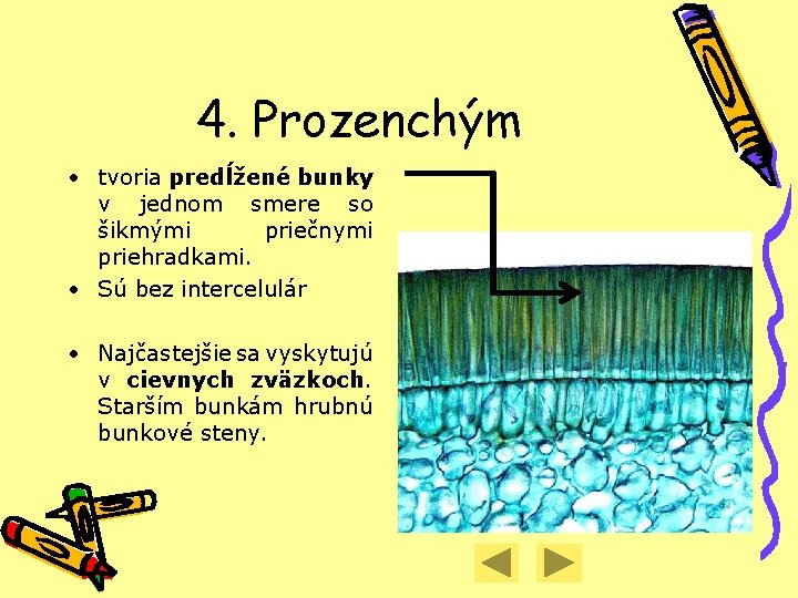 4. Prozenchým • tvoria predĺžené bunky v jednom smere so šikmými priečnymi priehradkami. •