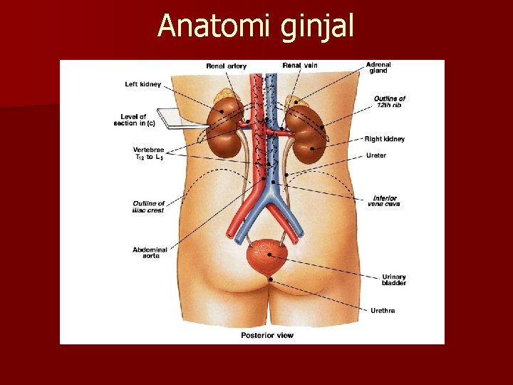 Anatomi ginjal 