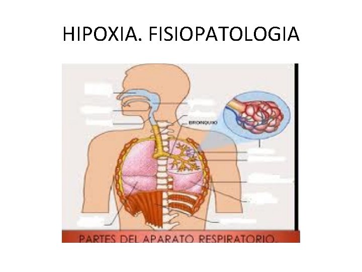 HIPOXIA. FISIOPATOLOGIA 