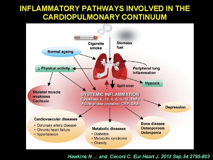 INFLAMMATORY PATHWAYS INVOLVED IN THE CARDIOPULMONARY CONTINUUM Hawkins N … and Ceconi C. Eur