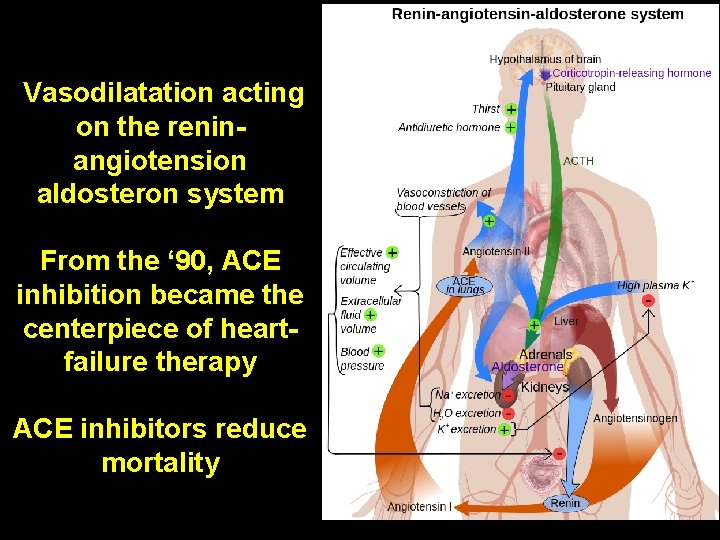 Vasodilatation acting on the reninangiotension aldosteron system From the ‘ 90, ACE inhibition became