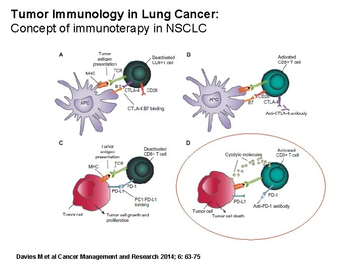 Tumor Immunology in Lung Cancer: Concept of immunoterapy in NSCLC Davies M et al