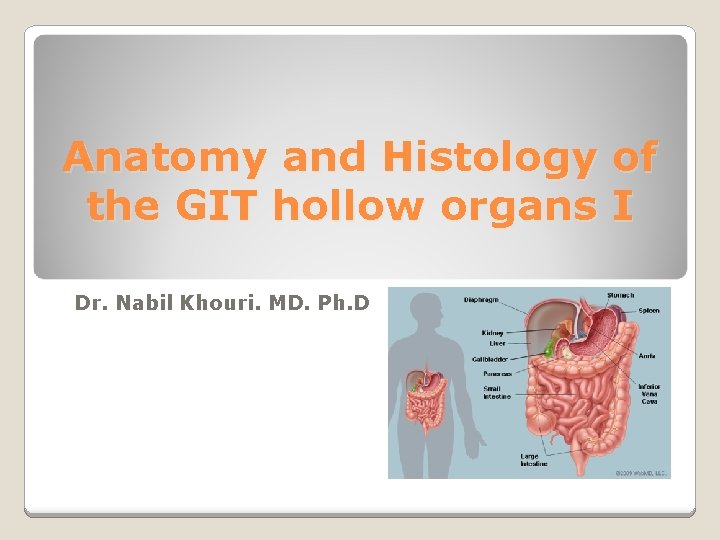 Anatomy and Histology of the GIT hollow organs I Dr. Nabil Khouri. MD. Ph.