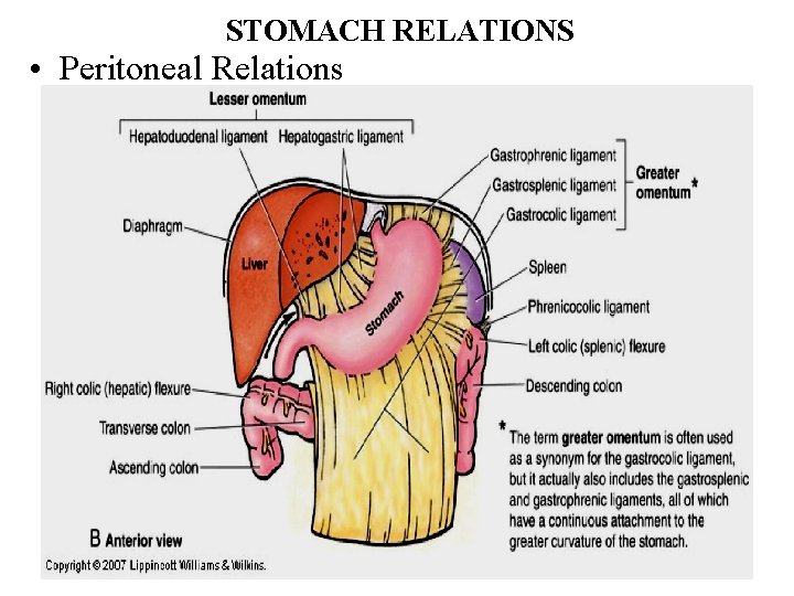 STOMACH RELATIONS • Peritoneal Relations 