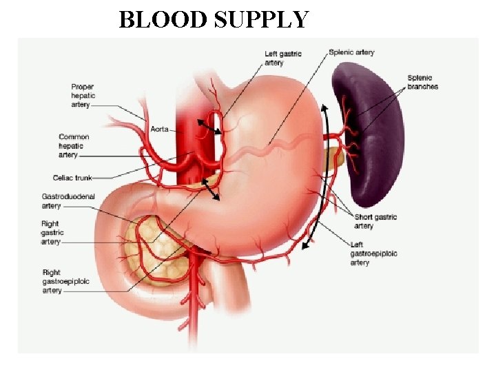 BLOOD SUPPLY 