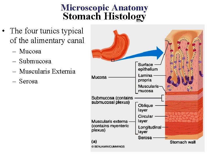 Microscopic Anatomy Stomach Histology • The four tunics typical of the alimentary canal –