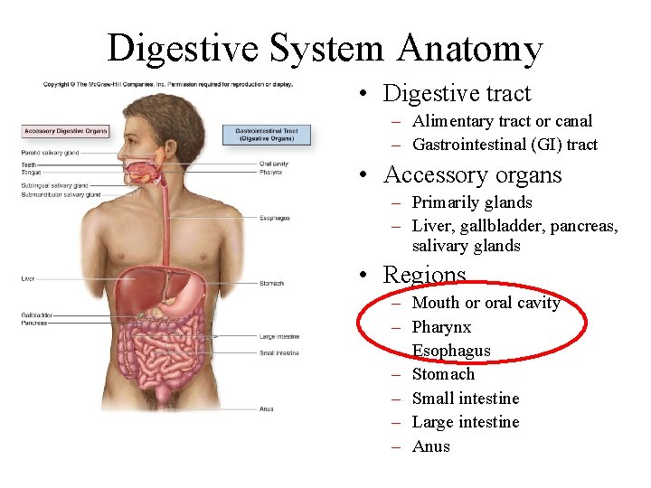 Digestive System Anatomy • Digestive tract – Alimentary tract or canal – Gastrointestinal (GI)