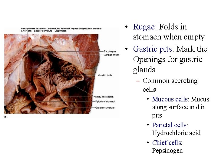  • Rugae: Folds in stomach when empty • Gastric pits: Mark the Openings