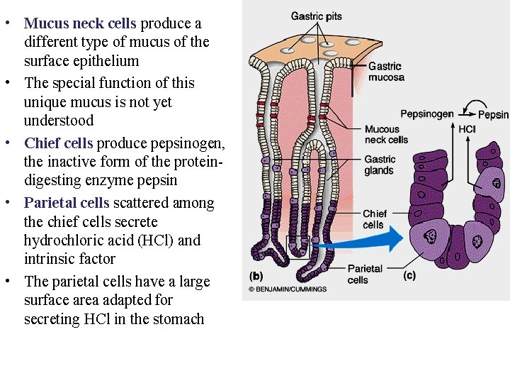  • Mucus neck cells produce a different type of mucus of the surface