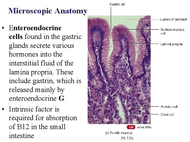 Microscopic Anatomy • Enteroendocrine cells found in the gastric glands secrete various hormones into