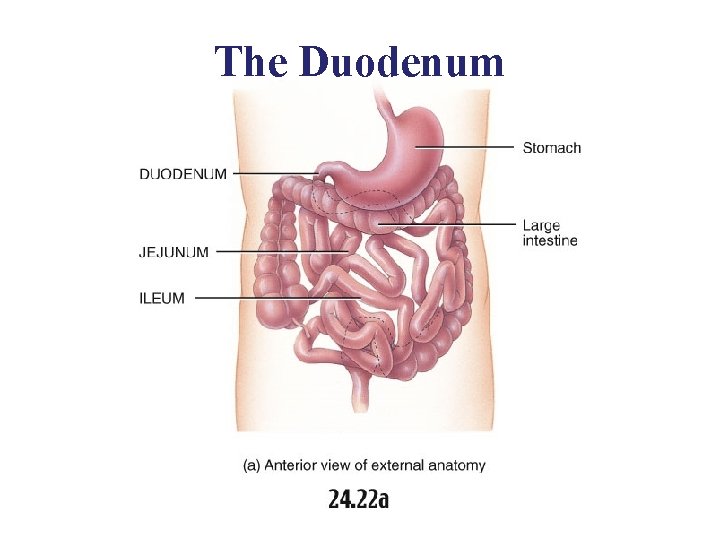 The Duodenum 