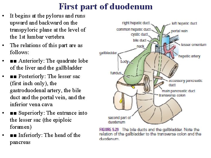 First part of duodenum • It begins at the pylorus and runs upward and