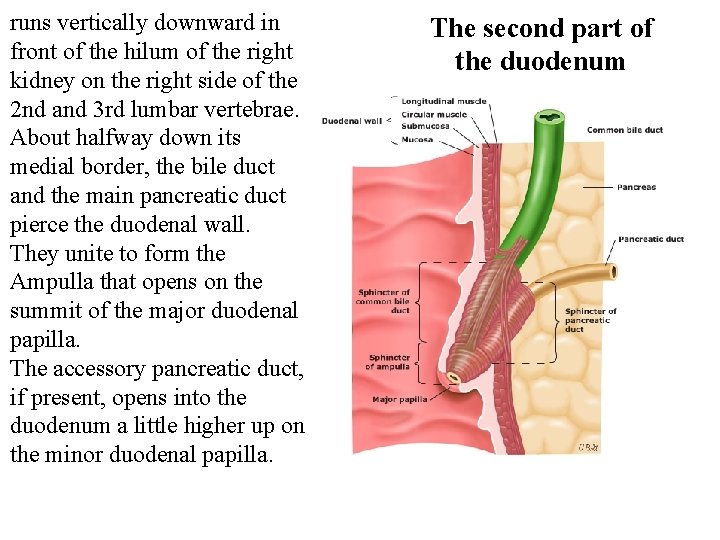 runs vertically downward in front of the hilum of the right kidney on the
