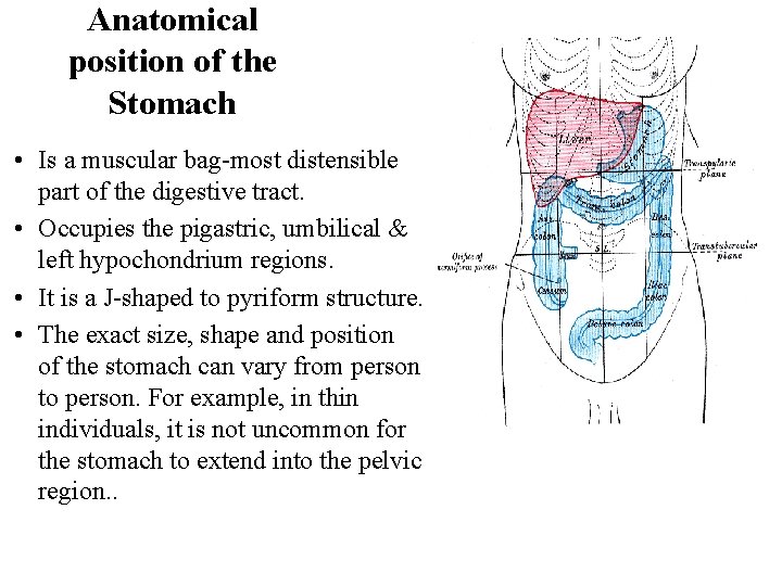 Anatomical position of the Stomach • Is a muscular bag-most distensible part of the