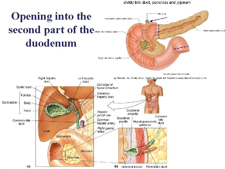 Opening into the second part of the duodenum 