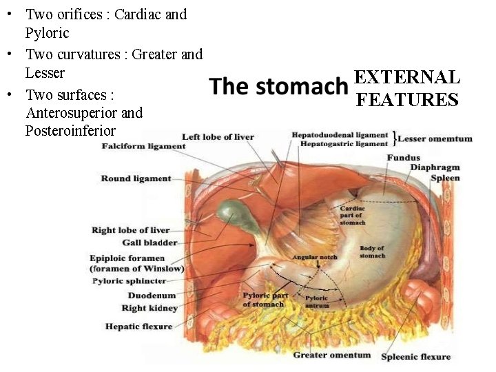  • Two orifices : Cardiac and Pyloric • Two curvatures : Greater and