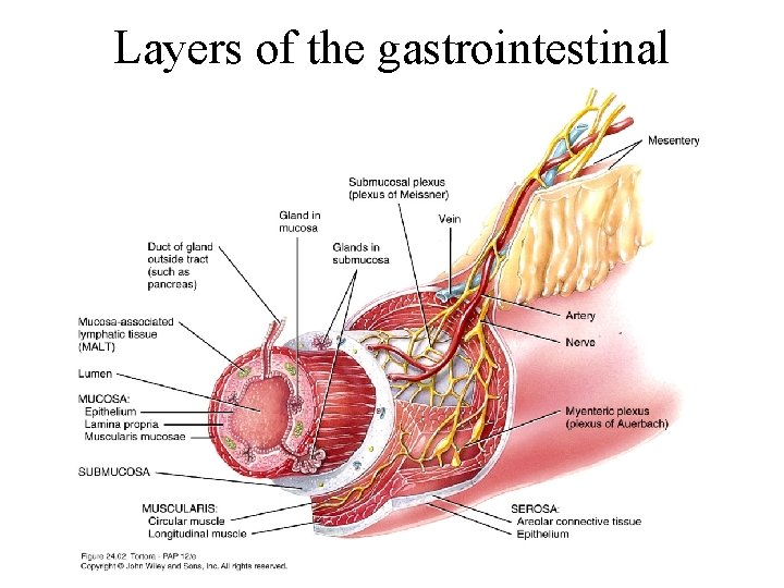 Layers of the gastrointestinal tract 