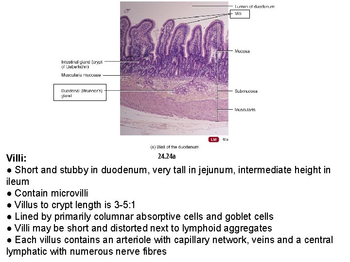 Villi: ● Short and stubby in duodenum, very tall in jejunum, intermediate height in