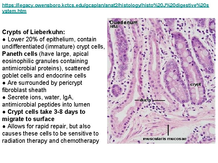 https: //legacy. owensboro. kctcs. edu/gcaplan/anat 2/histology/histo%20 J%20 digestive%20 s ystem. htm Crypts of Lieberkuhn: