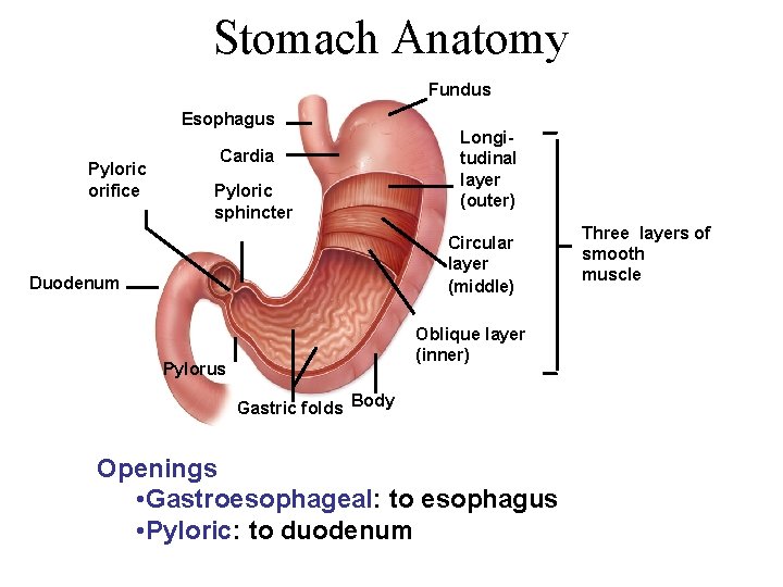 Stomach Anatomy Fundus Esophagus Pyloric orifice Cardia Pyloric sphincter Longitudinal layer (outer) Circular layer