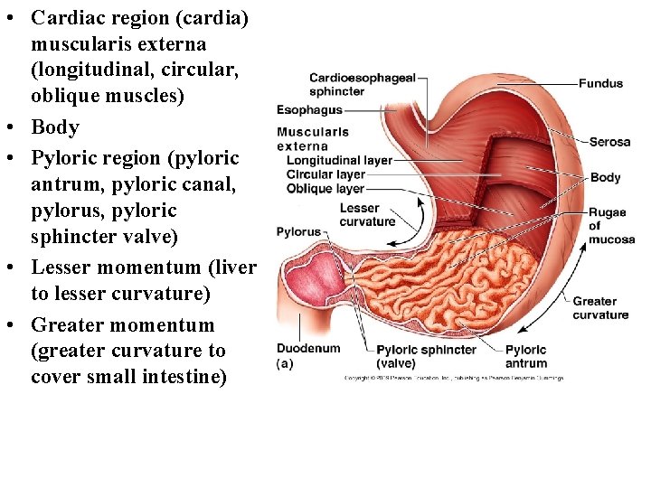 • Cardiac region (cardia) muscularis externa (longitudinal, circular, oblique muscles) • Body •