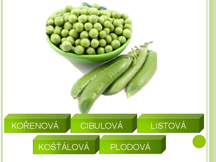 KOŘENOVÁ CIBULOVÁ KOŠŤÁLOVÁ PLODOVÁ LISTOVÁ 